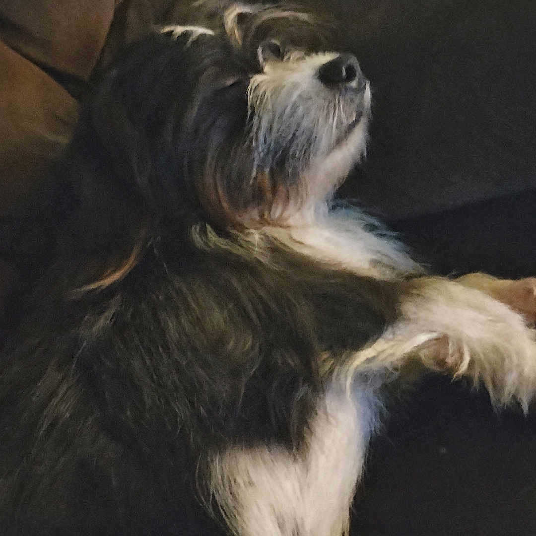 Oliver is registered to the contest to win money with this photo: animal, black, calm, companion, couch, cozy, cute, dog, domestic, fluffy, fur, furniture, home, indoor, mammal, pet, relaxing, resting, sleeping, white