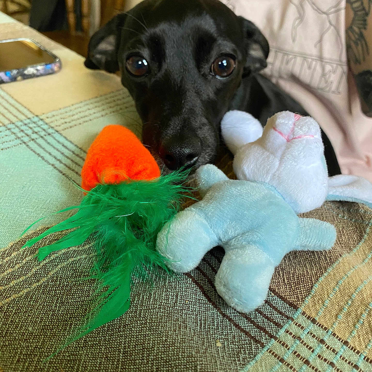 Quinn joined the competition — help win amazing prizes! accessories, animal, baby, bag, bird, canine, dog, electronics, furniture, handbag, homedecor, hound, labradorretriever, mobilephone, person, pet, phone, plush, puppy, toy