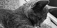 Montana Ray is registered to the contest to win money with this photo: cat, animal, pet, feline, whiskers, fur, carpet, indoor, closeup, sleeping, resting, black_and_white, texture, side_view, ears, paw, quiet, soft_light, domestic, cozy