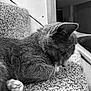 cat, animal, pet, feline, whiskers, fur, carpet, indoor, closeup, sleeping, resting, black_and_white, texture, side_view, ears, paw, quiet, soft_light, domestic, cozy