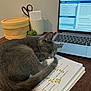 Montana Ray is registered to the contest to win money with this photo: cat, sleeping, notebook, handwriting, laptop, desk, plant, stationery, scissors, cozy, gray_cat, curled_up, indoor, wooden_surface, paper, study, resting, pet, home_office, quiet