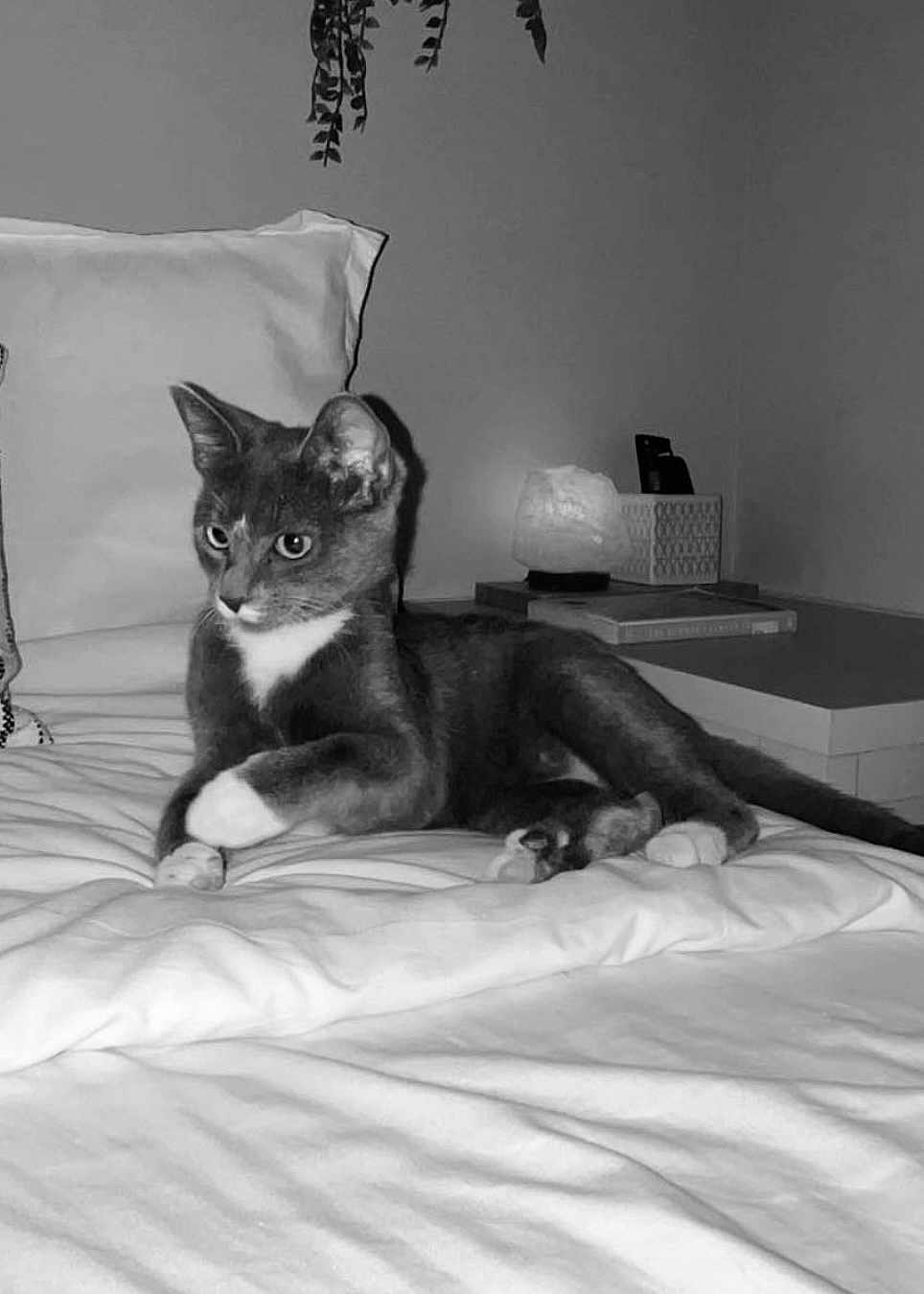 Montana Ray joined the competition — help win amazing prizes! cat, bed, pillow, indoor, pet, animal, feline, resting, black_and_white, cozy, blanket, table, lamp, plant, relaxed, fur, whiskers, domestic, quiet, home