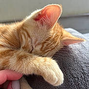 Maïa a rejoint le concours — aidez-le/la à gagner de superbes lots ! abyssinian, animal, bodypart, cat, electronics, finger, hand, hardware, kitten, manx, person, pet, siamese, sleeping