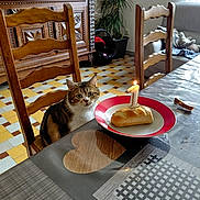 Princesse Le Fay participe au concours pour gagner de l'argent avec cette photo : cat, chair, table, bread, candle, number_one, plate, kitchen, floor_tiles, wooden_furniture, potted_plant, window, cushion, blanket, stuffed_toy, curious, birthday, indoor, home, cozy