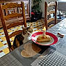 cat, chair, table, bread, candle, number_one, plate, kitchen, floor_tiles, wooden_furniture, potted_plant, window, cushion, blanket, stuffed_toy, curious, birthday, indoor, home, cozy