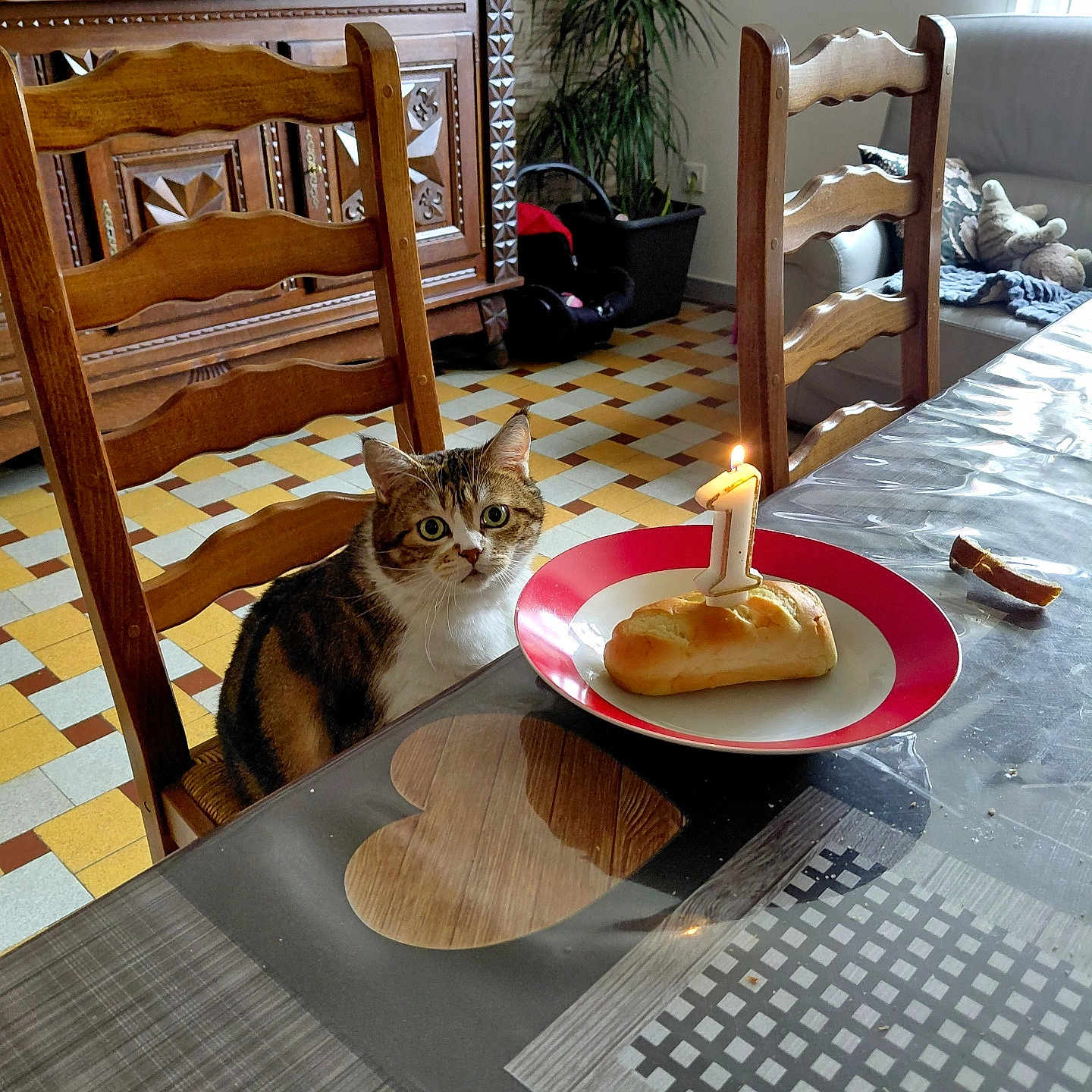 Princesse Le Fay participe au concours pour gagner de l'argent avec cette photo : cat, chair, table, bread, candle, number_one, plate, kitchen, floor_tiles, wooden_furniture, potted_plant, window, cushion, blanket, stuffed_toy, curious, birthday, indoor, home, cozy