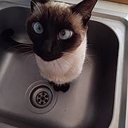 Zilia participe au concours pour gagner de l'argent avec cette photo : cat, siamese_cat, blue_eyes, sink, kitchen, pet, animal, curious, domestic_cat, whiskers, fur, ears, looking_up, indoor, close_up, mischievous, household, feline, cute, companion