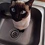cat, siamese_cat, blue_eyes, sink, kitchen, pet, animal, curious, domestic_cat, whiskers, fur, ears, looking_up, indoor, close_up, mischievous, household, feline, cute, companion