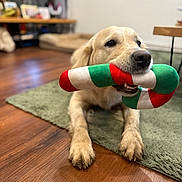 Tuba participe au concours pour gagner de l'argent avec cette photo : dog, golden_retriever, pet, toy, candy_cane_toy, indoor, hardwood_floor, rug, paws, close_up, chew_toy, playful, nose, muzzle, eyes, living_room, bokeh, portrait, laying_down, domestic