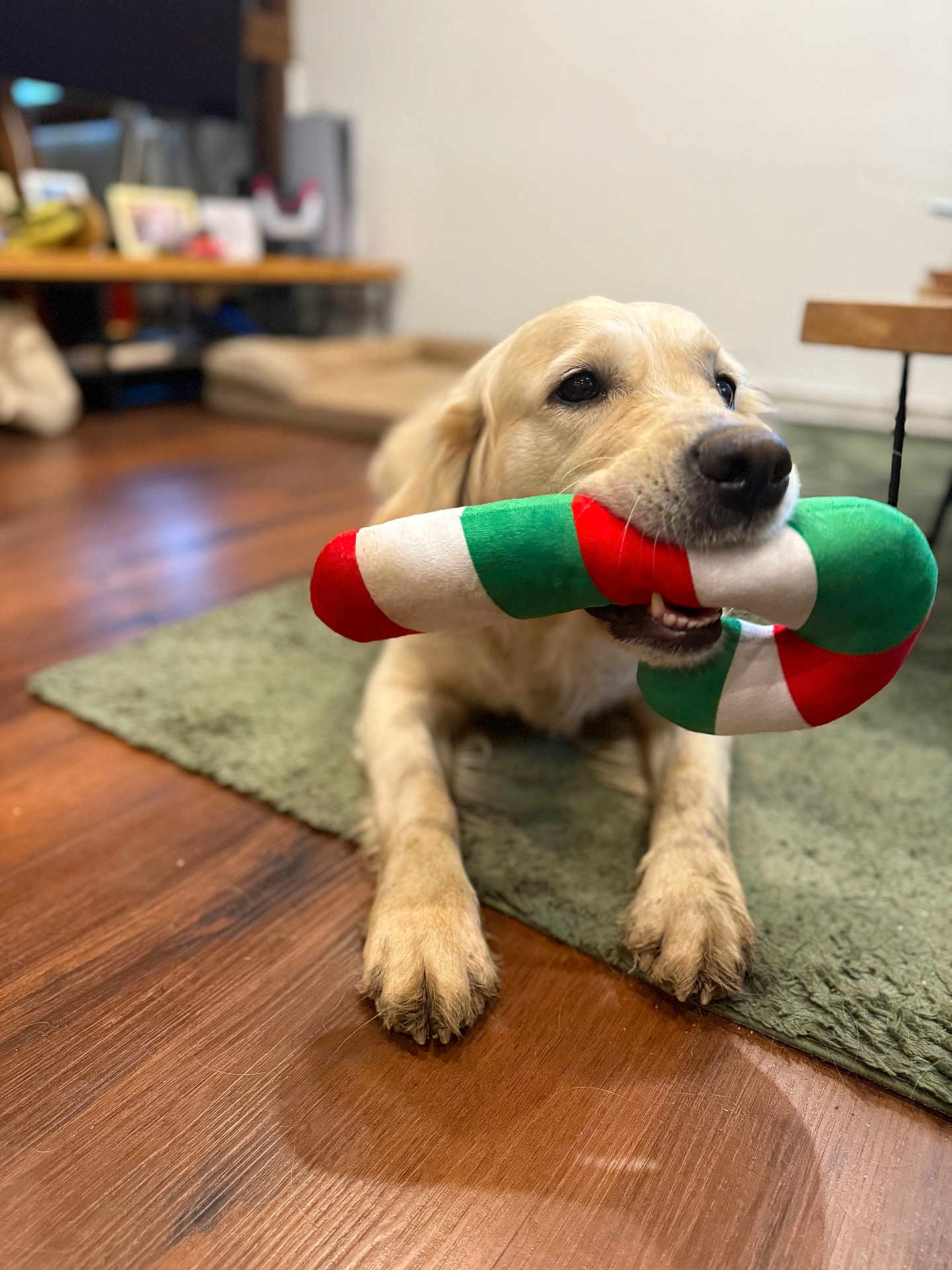 Tuba participe au concours pour gagner de l'argent avec cette photo : dog, golden_retriever, pet, toy, candy_cane_toy, indoor, hardwood_floor, rug, paws, close_up, chew_toy, playful, nose, muzzle, eyes, living_room, bokeh, portrait, laying_down, domestic