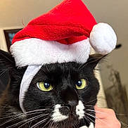 Alloy Kitty Mckitty joined the competition — help win amazing prizes! animal, black_cat, cat, christmas, close_up, costume, cute, domestic_cat, feline, festive, fur, hand, holiday, indoor, pet, portrait, santa_hat, whiskers, white_markings, yellow_eyes