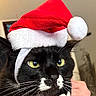animal, black_cat, cat, christmas, close_up, costume, cute, domestic_cat, feline, festive, fur, hand, holiday, indoor, pet, portrait, santa_hat, whiskers, white_markings, yellow_eyes