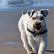 Oliver is registered to the contest to win money with this photo: dog, beach, ocean, seastack, sand, shoreline, water, waves, outdoor, daylight, sunny, white_dog, scruffy_dog, collar, leash, walking, standing, open_mouth, happy, landscape