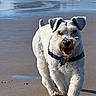 dog, beach, ocean, seastack, sand, shoreline, water, waves, outdoor, daylight, sunny, white_dog, scruffy_dog, collar, leash, walking, standing, open_mouth, happy, landscape