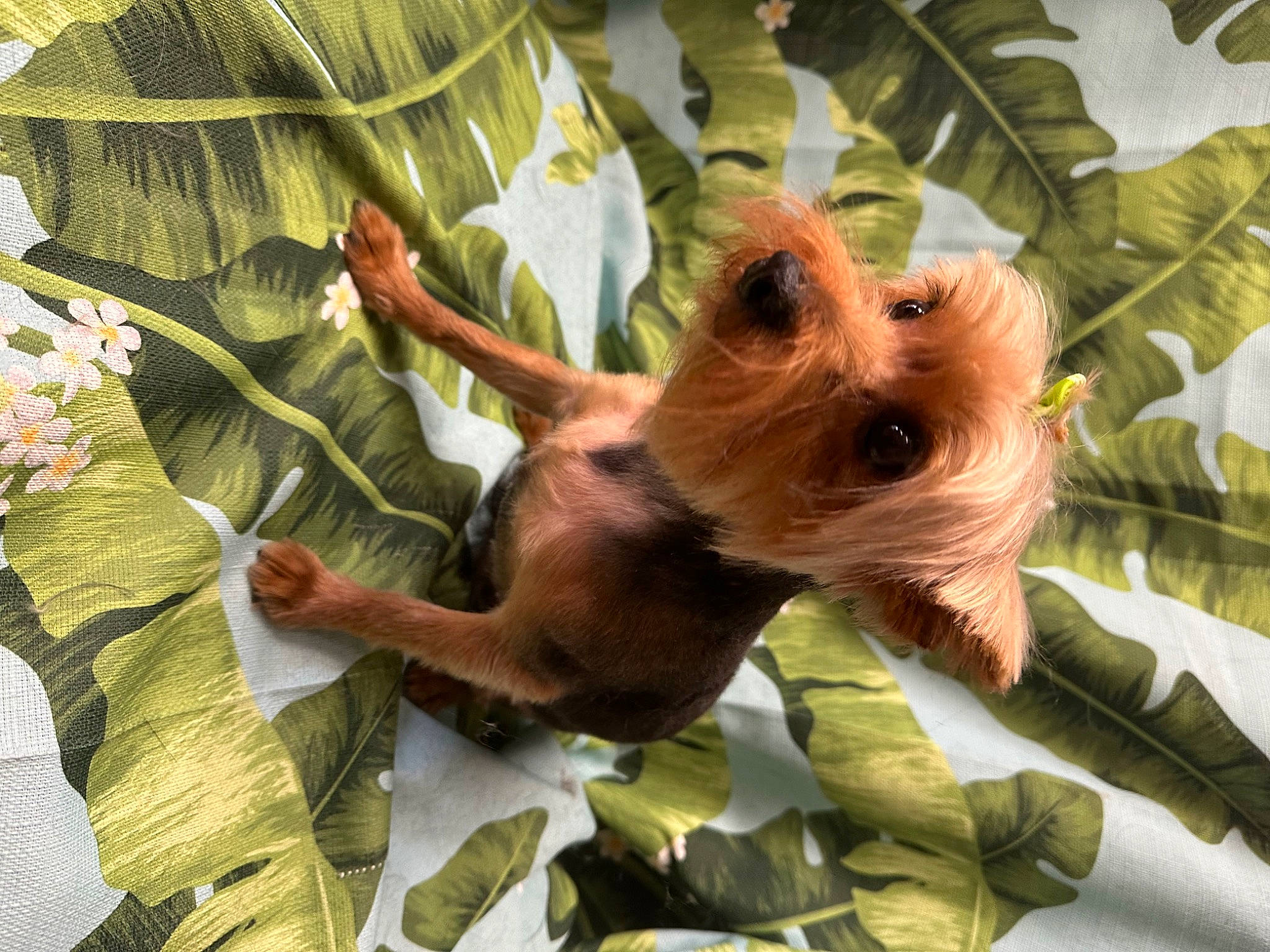 Bella joined the competition — help win amazing prizes! bat, branch, fawn, flowering_plant, fur, jungle, liver, organism, palm_tree, plant, plant_stem, snout, terrestrial_animal, terrestrial_plant, tree, trunk, twig, wildlife