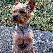 Bella joined the competition — help win amazing prizes! accessories, animal, ball, canine, dog, football, grass, lawn, leash, pet, plant, puppy, road, rock, soccer, soccerball, sport, strap, terrier, whitedog