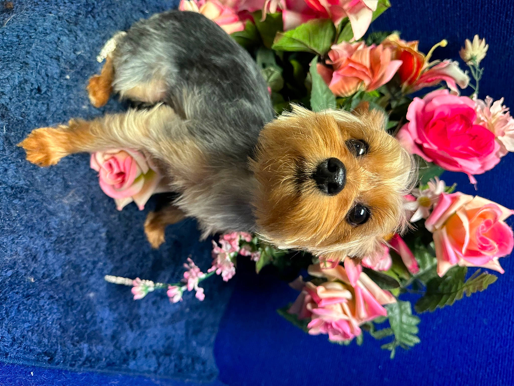 Bella is registered to the contest to win money with this photo: annual_plant, carnivore, companion_dog, dog, dog_breed, dog_clothes, event, fawn, flower, flower_arranging, fur, grass, petal, pink, plant, rose, snout, sporting_group, toy, toy_dog