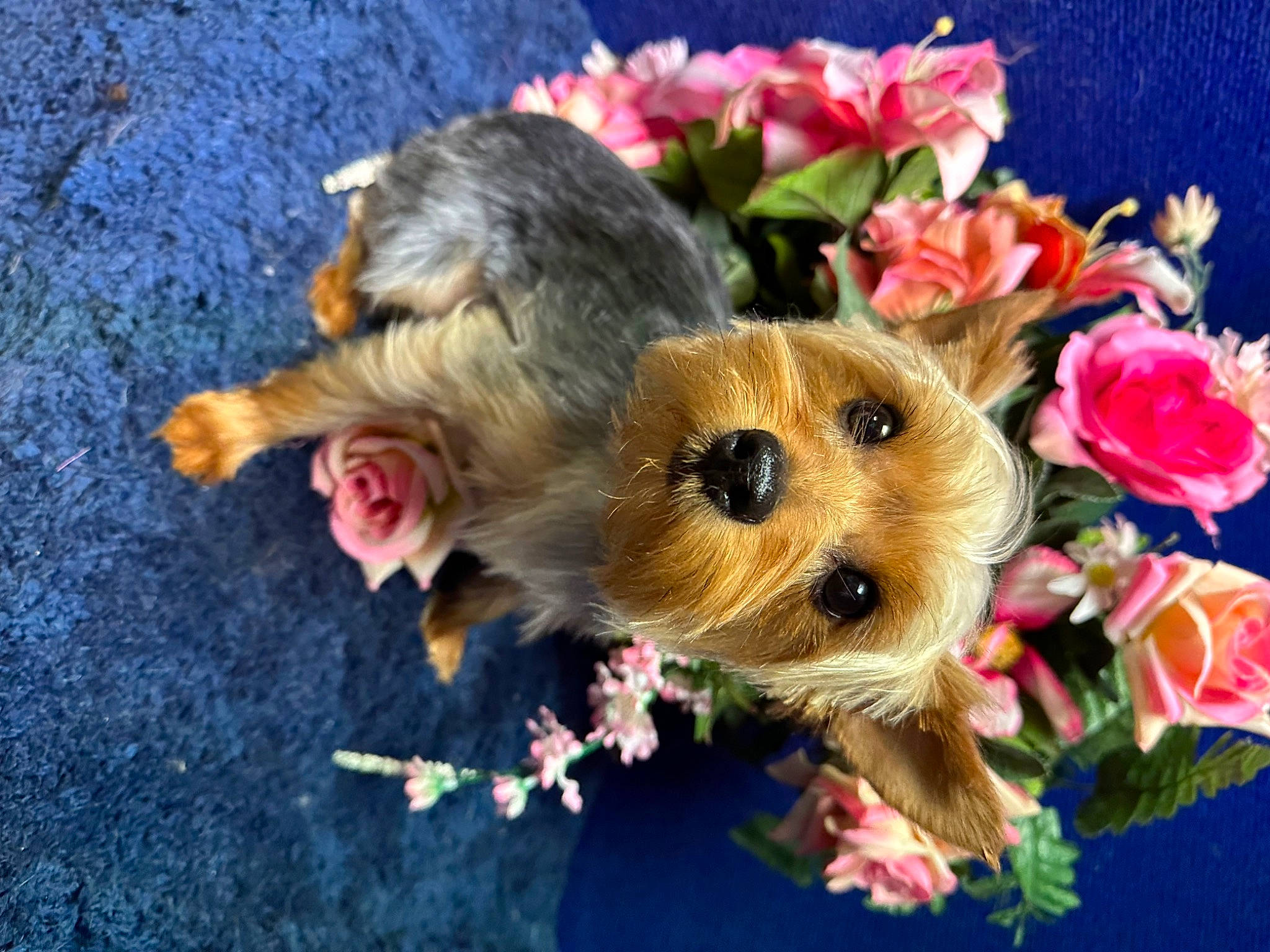 Bella is registered to the contest to win money with this photo: annual_plant, carnivore, companion_dog, dog, dog_breed, fawn, felidae, flower, grass, mammal, petal, plant, snout, sporting_group, stuffed_toy, toy, toy_dog, vertebrate, whiskers, yorkshire_terrier