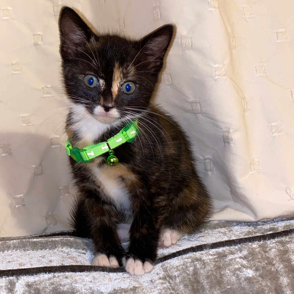 Pumpkin is registered to the contest to win money with this photo: abyssinian, accessories, animal, blackcat, cat, collar, formalwear, harness, kitten, leash, manx, pet, siamese, strap, tie