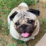 Lafayette a rejoint le concours — aidez-le/la à gagner de superbes lots ! animal, canine, cute, dirt, dog, ears, eyes, face, fur, grass, happy, looking_up, nature, outdoor, pet, playful, pug, small_dog, snout, tongue_out