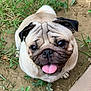 animal, canine, cute, dirt, dog, ears, eyes, face, fur, grass, happy, looking_up, nature, outdoor, pet, playful, pug, small_dog, snout, tongue_out