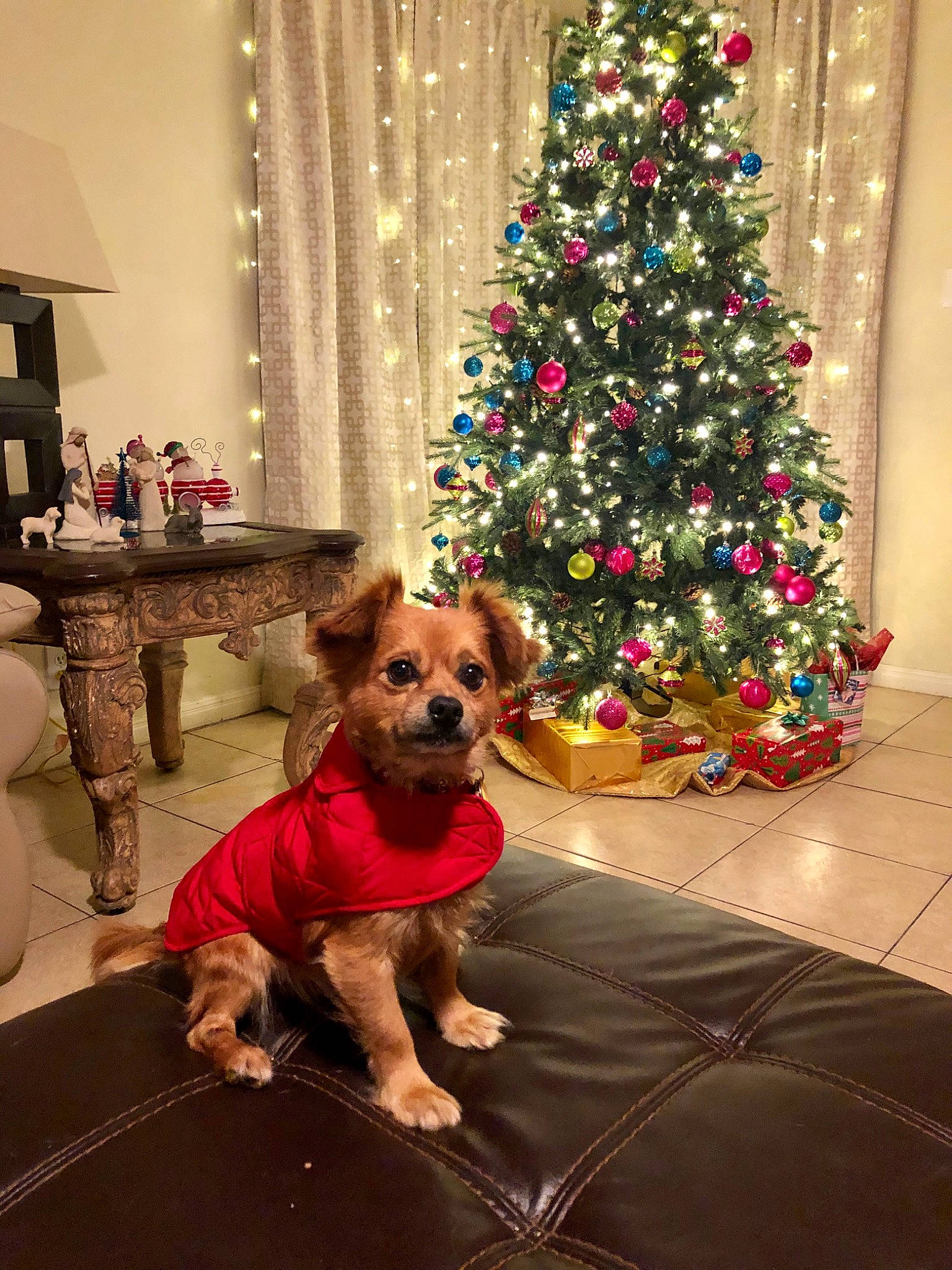 Maxx joined the competition — help win amazing prizes! canidae, carnivore, christmas, christmas_decoration, christmas_eve, christmas_lights, christmas_ornament, christmas_tree, companion_dog, dog, dog_breed, dog_clothes, fawn, holiday, home, interior_design, room, sporting_group, tree