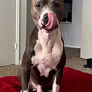 Boii joined the competition — help win amazing prizes! animal, brown_and_white, canine, carpet, companion, cute, dog, door, ears, fur, house, indoor, licking, nose, pet, playful, red_blanket, room, sitting, tongue_out