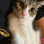 Reina joined the competition — help win amazing prizes! animal, black_shirt, cat, close_up, curious, cute, domestic_cat, fur, gold_print, heterochromia, indoor, person, pet, pink_nose, portrait, relaxed, tabby, whiskers, white_fur, wide_eyes