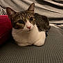 Reina is registered to the contest to win money with this photo: animal, cat, close_up, couch, curious, domestic, ears, eyes, feline, fur, indoor, loaf_position, pet, red_cushion, relaxed, resting, tabby, textured_fabric, whiskers, white_fur