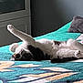 animal, bed, cat, colorful, cozy, cute, domestic, feline, fur, indoor, pattern, paw, paw_raised, pet, quilt, relaxed, resting, sleeping, stretching, whiskers