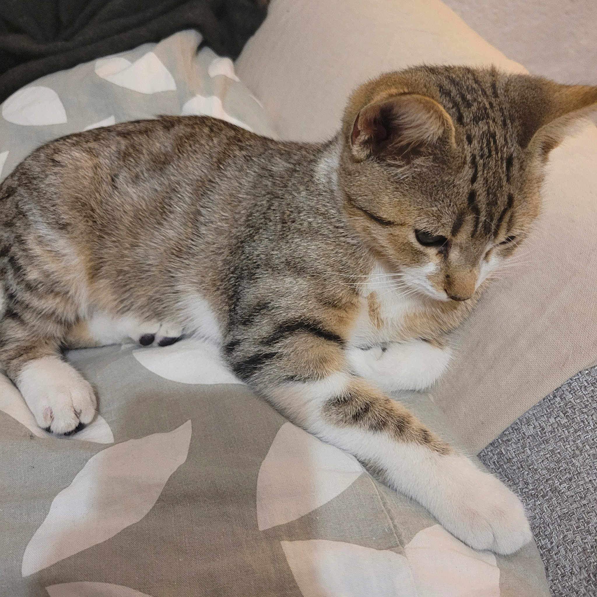 Chouchou