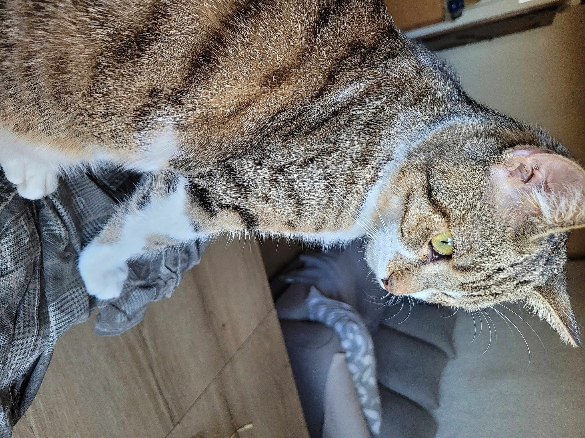 Chouchou