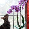 cat, flower, orchid, purple_flower, plant, yellow_pot, window, windowsill, indoor, pet, curious, nature, green_leaves, sunlight, feline, houseplant, closeup, domestic_cat, red_wall, bright