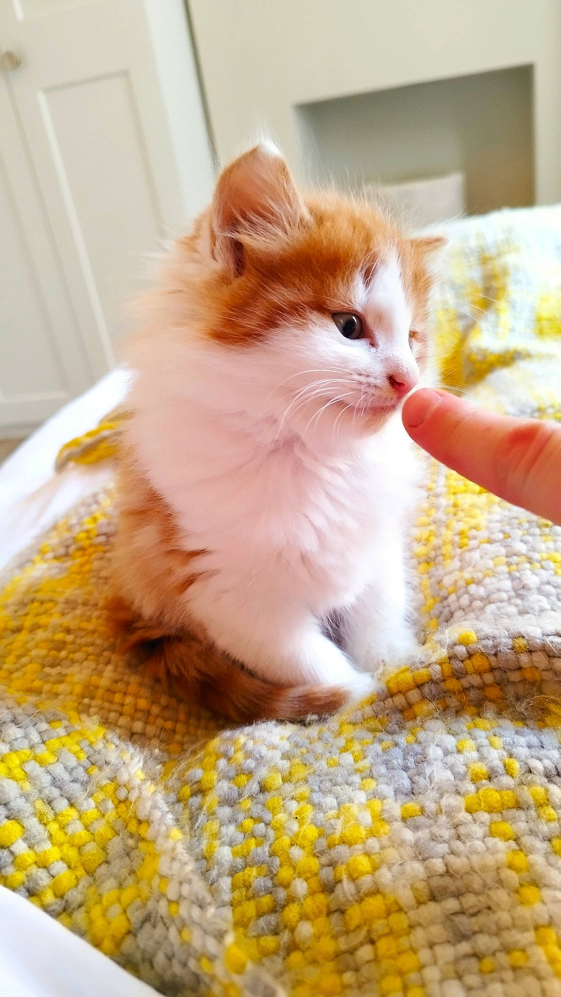 Max joined the competition — help win amazing prizes! carnivore, cat, claw, comfort, domestic_short_haired_cat, fawn, felidae, flooring, fur, linens, pattern, paw, pet_supply, sitting, small_to_medium_sized_cats, snout, tail, whiskers, window, wood