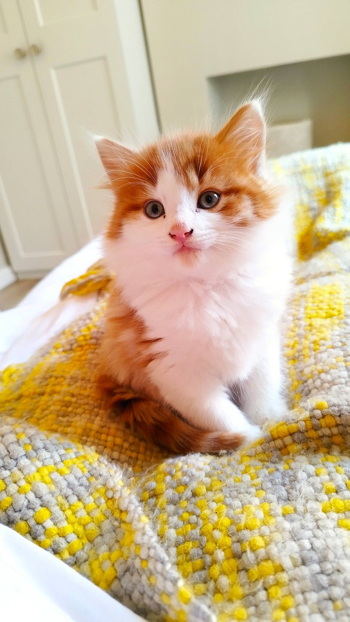 Max joined the competition — help win amazing prizes! carnivore, cat, cat_supply, claw, comfort, door, fawn, felidae, flooring, foot, fur, linens, pattern, paw, pet_supply, sitting, small_to_medium_sized_cats, snout, tail, whiskers