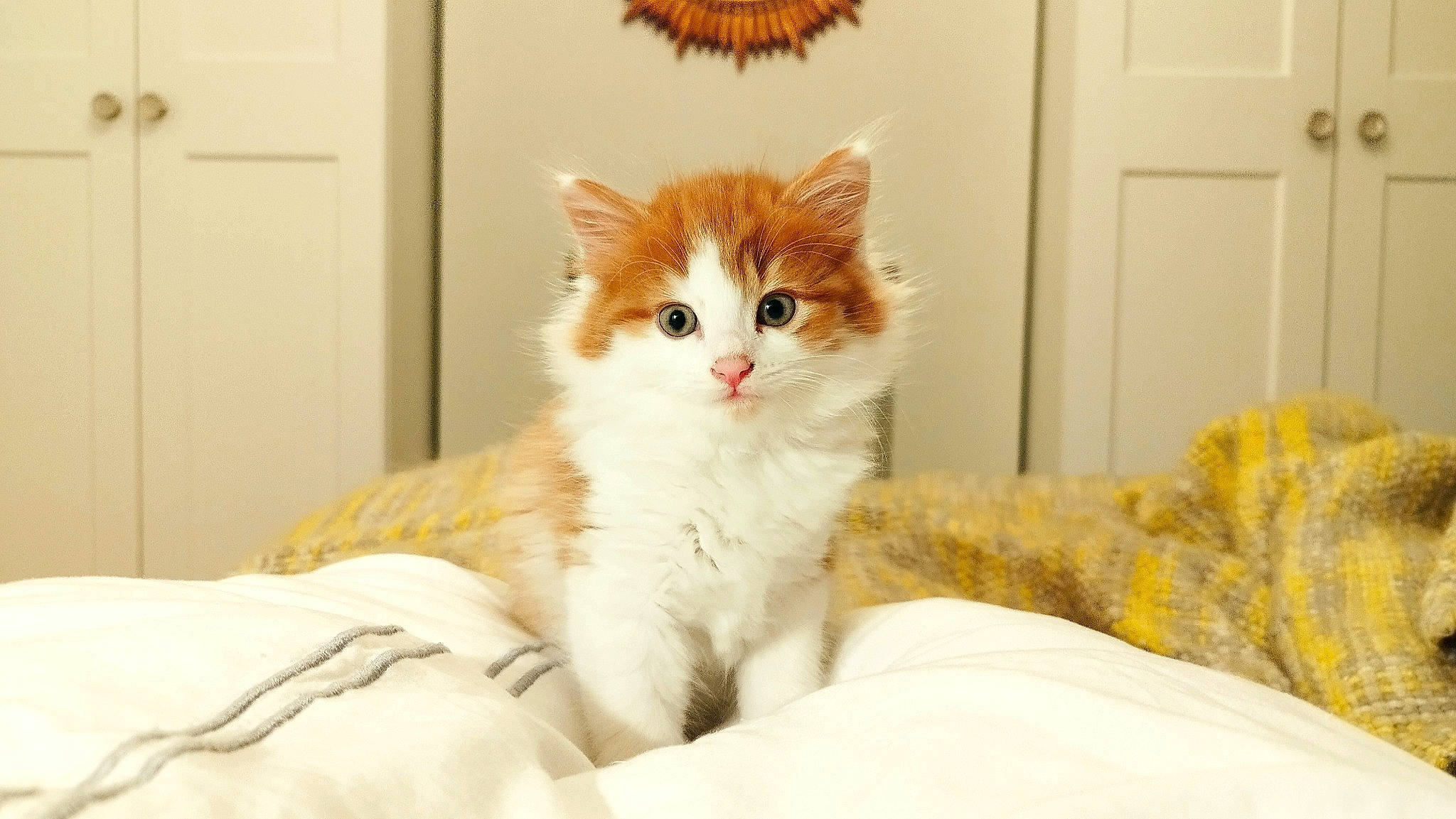 Max joined the competition — help win amazing prizes! carnivore, cat, comfort, door, fawn, felidae, fur, natural_material, paw, peach, small_to_medium_sized_cats, snout, tail, terrestrial_animal, whiskers, window