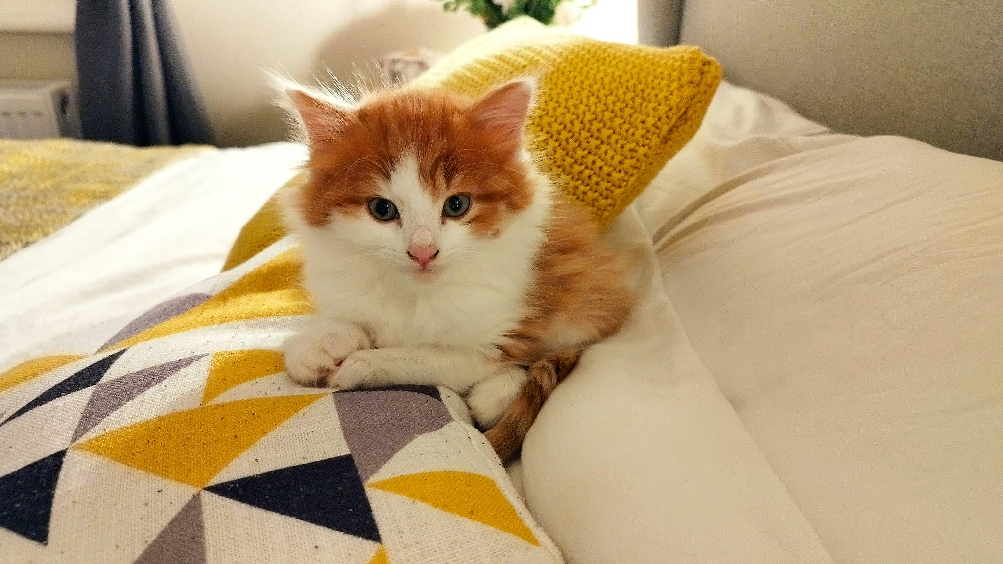 Max joined the competition — help win amazing prizes! bed, bedding, carnivore, cat, claw, comfort, domestic_short_haired_cat, fawn, felidae, flooring, fur, hardwood, linens, paw, room, small_to_medium_sized_cats, tail, whiskers, wood