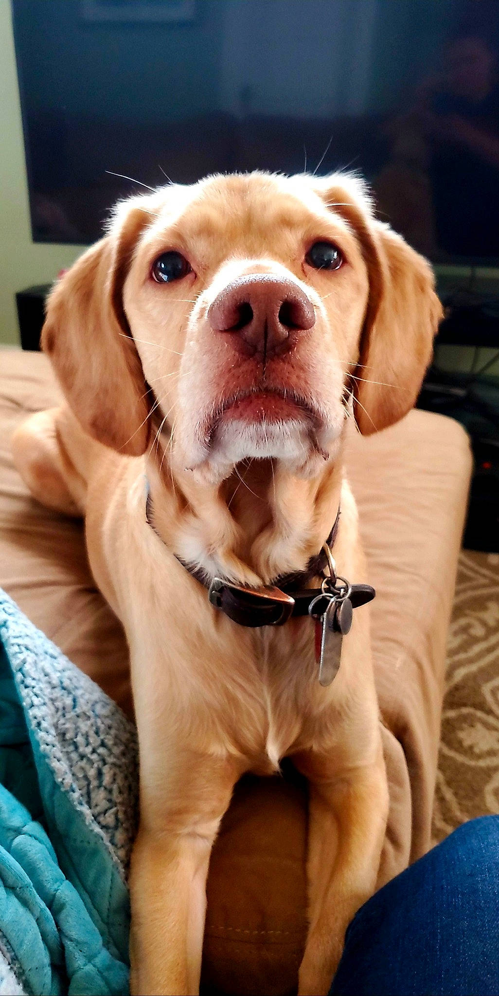Charlie is registered to the contest to win money with this photo: beige, brown, canidae, carnivore, collar, comfort, companion_dog, dog, dog_breed, dog_collar, dog_supply, fawn, liver, pet_supply, snout, sporting_group, strap, tan, whiskers, working_animal