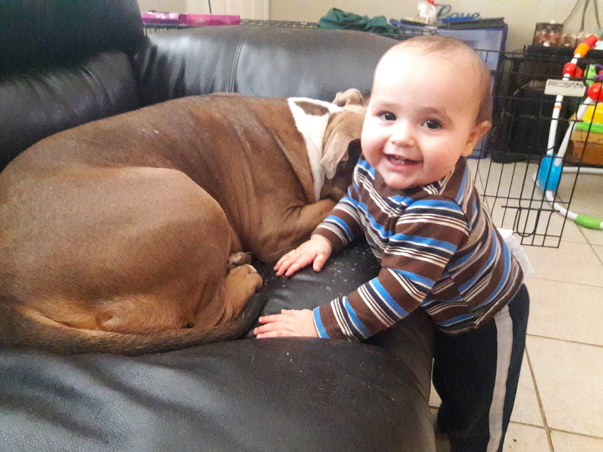 Camron is registered to the contest to win money with this photo: carnivoran, child, dog, dog_breed, dog_breed_group, dog_like_mammal, ear, joy, mammal, non_sporting_group, person, puppy, snout, toddler, vertebrate