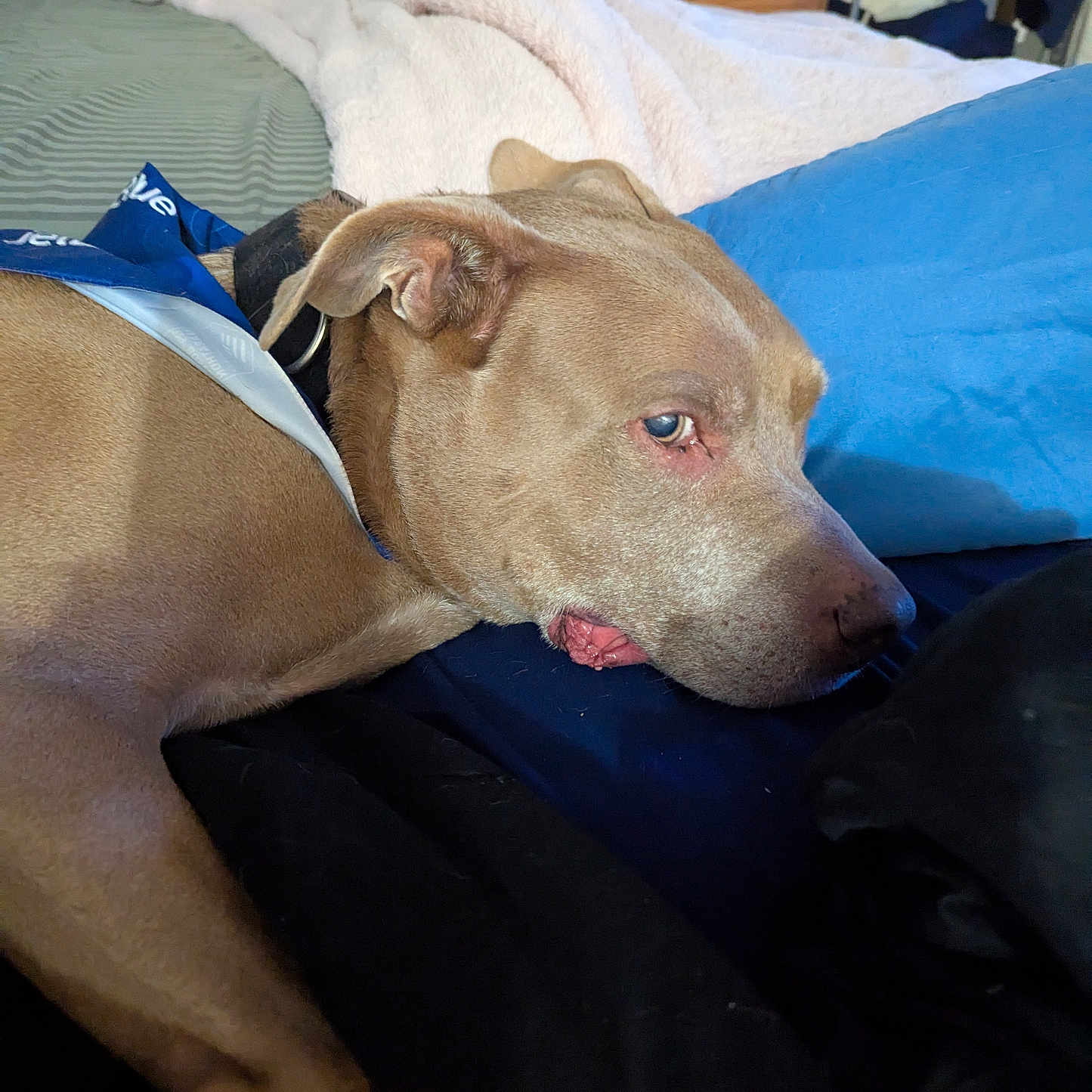 Wizzer is registered to the contest to win money with this photo: animal, bed, blanket, brown_dog, canine, closeup, collar, comfort, dog, domestic_animal, fur, home, indoor, mammal, pet, pillow, relaxed, resting, side_view, sleepy