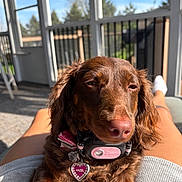 Hazel joined the competition — help win amazing prizes! dog, brown_dog, pet, collar, tag, heart_shaped_tag, indoor, porch, sunlight, relaxing, person, lap, legs, cozy, sleepy, cute, furry, animal, daylight, outdoor_view