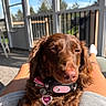 dog, brown_dog, pet, collar, tag, heart_shaped_tag, indoor, porch, sunlight, relaxing, person, lap, legs, cozy, sleepy, cute, furry, animal, daylight, outdoor_view