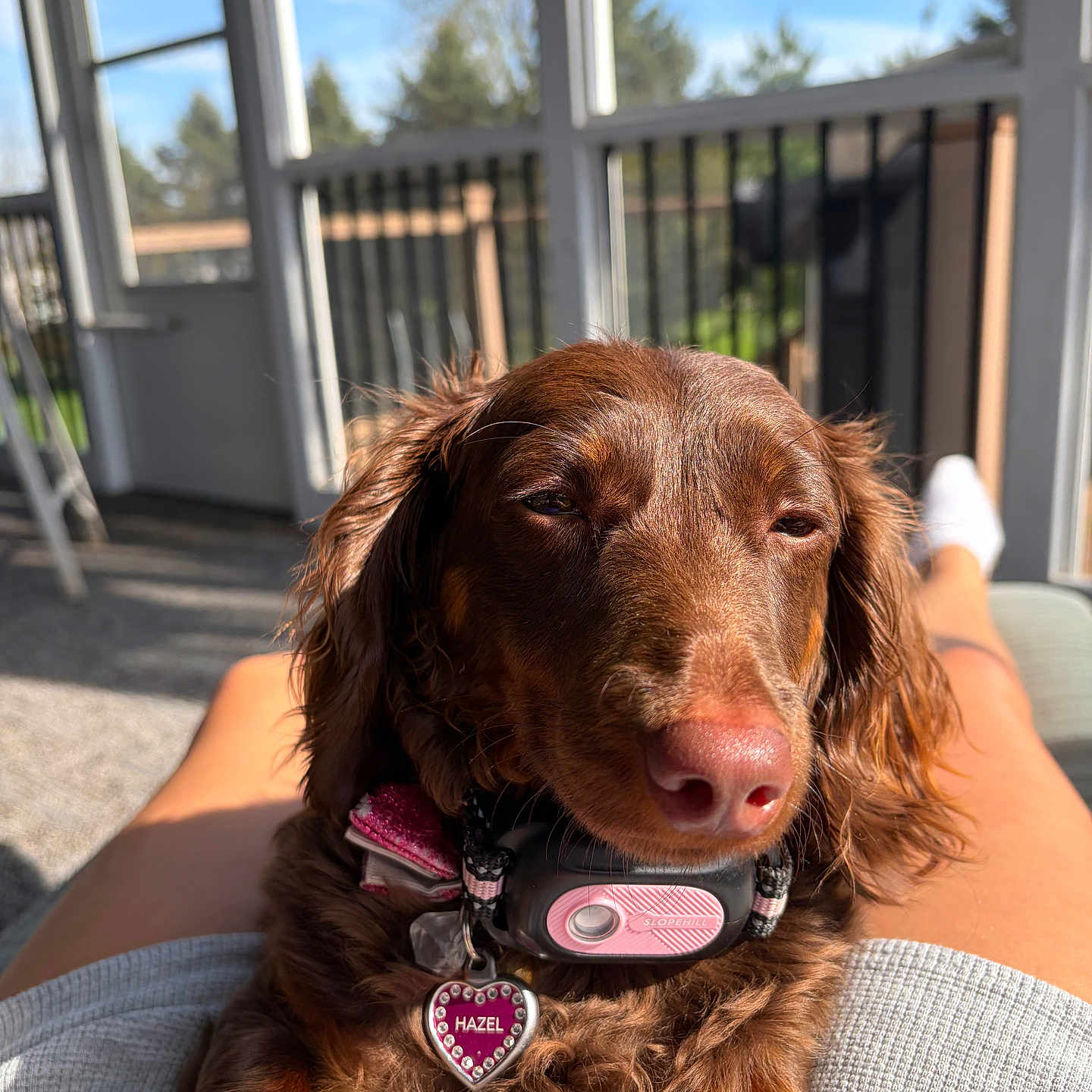 Hazel