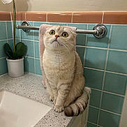Fiona is registered to the contest to win money with this photo: cat, pet, animal, indoor, bathroom, countertop, towel, tile, plant, potted_plant, curious, sitting, feline, whiskers, ears, tail, fur, domestic, household, closeup