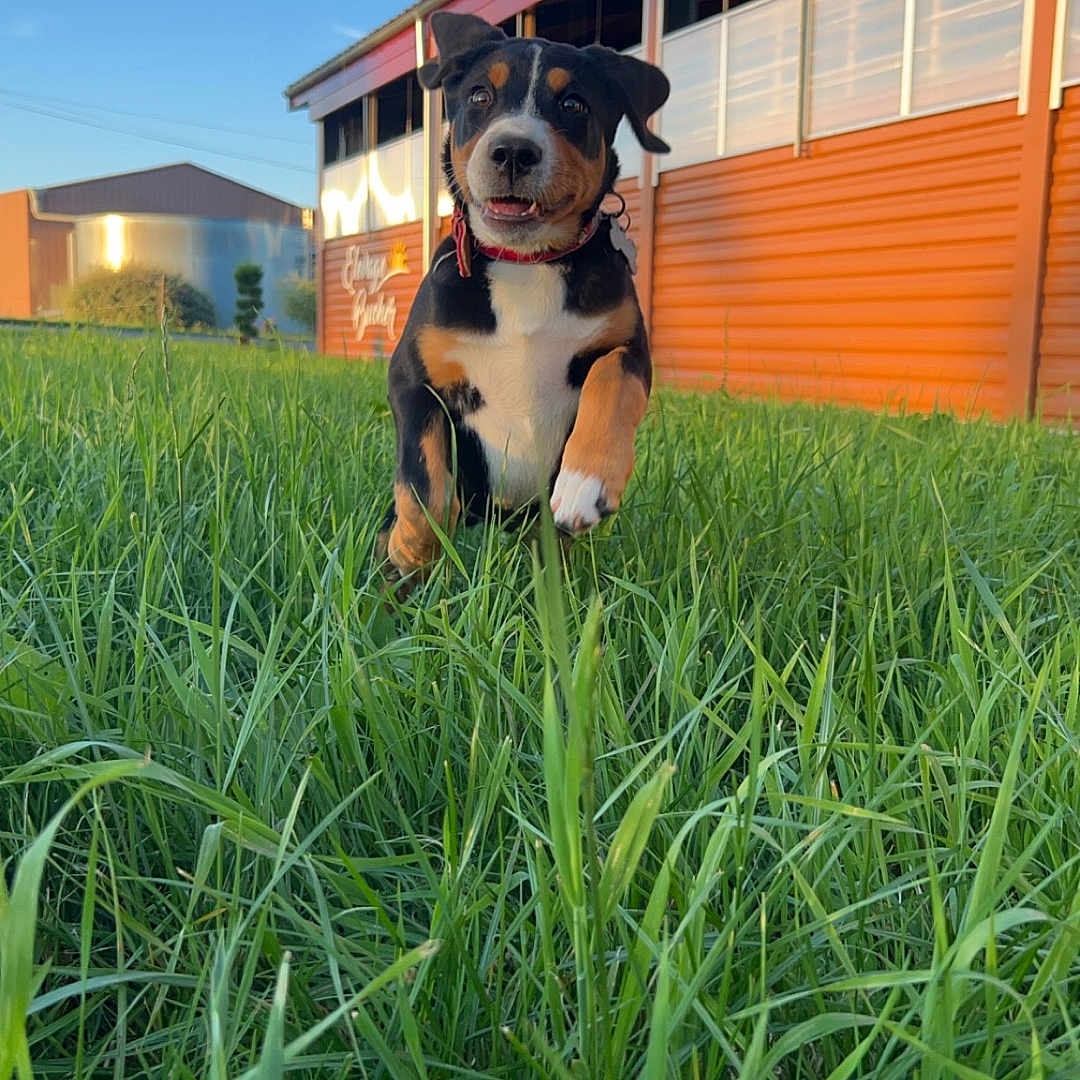 Vianna participe au concours pour gagner de l'argent avec cette photo : animal, architecture, backyard, building, canine, dog, field, grass, grassland, hound, indoors, interiordesign, lawn, nature, outdoors, pet, plant, puppy, shelter, yard