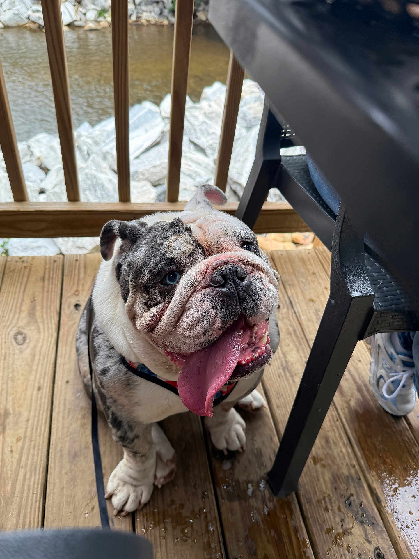 Diesel is registered to the contest to win money with this photo: bulldog, dog, tongue_out, happy, pet, canine, outdoor, wooden_deck, leash, chair, person, sneaker, railing, river, rocks, summer, animal, companion, playful, sitting
