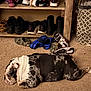 Diesel is registered to the contest to win money with this photo: dog, bulldog, carpet, shoe_rack, shoes, boots, laundry_basket, indoor, resting, relaxed, spotted, black_and_white, furniture, floor, cozy, pet, animal, home, pattern, carpeted_floor