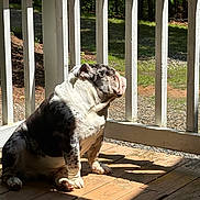 Diesel joined the competition — help win amazing prizes! dog, bulldog, sunlight, porch, wooden_floor, white_railings, outdoor, pet, sitting, shadow, daylight, nature, greenery, animal, quiet, relaxed, paw, fur, canine, backyard