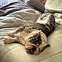 Diesel is registered to the contest to win money with this photo: bulldog, dog, bed, blanket, sleeping_person, indoor, cozy, resting, tongue_out, pet, animal, person, relaxation, comfort, pillow, fur, nap, home, cute, domestic
