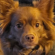 Cubby is registered to the contest to win money with this photo: dog, brown_fur, close_up, ears, pets, canine, animal, portrait, cute, fluffy, face, domestic_animal, looking, whiskers, fur_texture, eyes, nose, indoors, mammal, companion